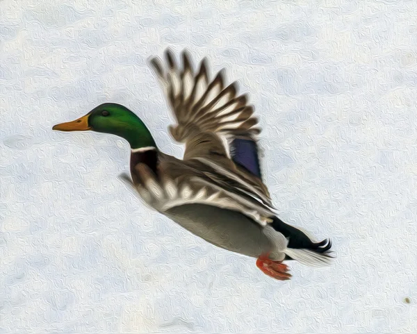 Pintura al óleo foto estilizada de pato macho en vuelo —  Fotos de Stock