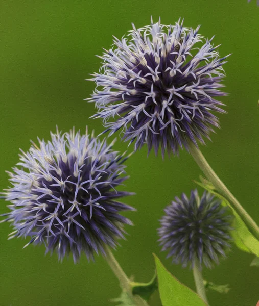 Ölgemälde stilisierte Foto von violetten dicksten Blumen in grün ba — Stockfoto