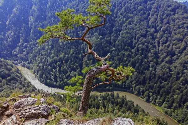 Olaj festmény stilizált fénykép növekvő felett mély hegyi fenyő — Stock Fotó