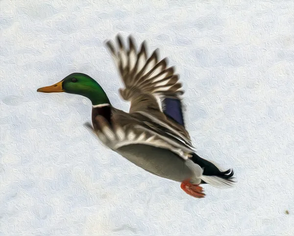 Oil painting stylized photo of male duck in flight — Stock Image Oil painting stylized photo of male duck in flight Stock Picture