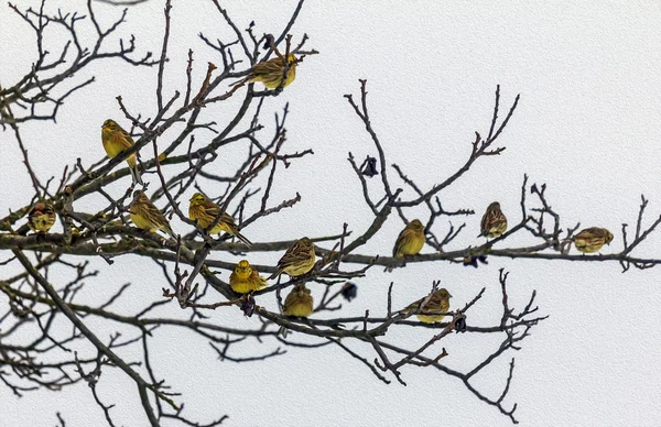 Oil painting stylized photo of Flock of yellowhammers sitting on — Stock Photo, Image