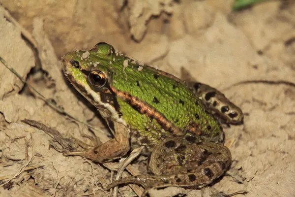 Zielona żaba, Farba olejna stylizacja — Zdjęcie stockowe