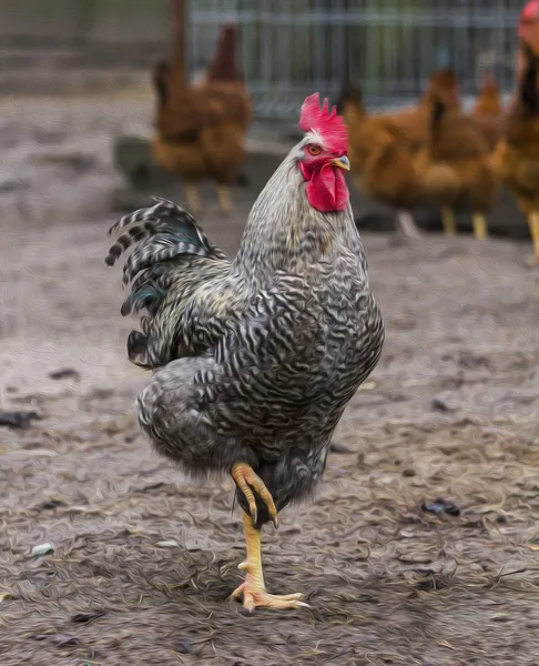 Foto de un gallo de plumas blanco y negro rayado con beautifu — Foto de Stock