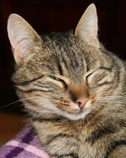 Kočka mžoural své oči, olejová barva stylizace Stock Obrázky