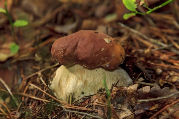 Boletus - borowik - edible forest fungus, oil paint stylization — Stock Image Boletus - borowik - edible forest fungus, oil paint stylization Royalty Free Stock Photos