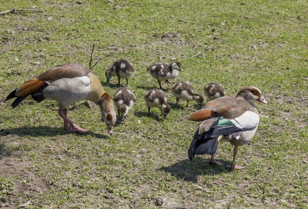 Family of geese grazing on grass, oil paint stylization — Stock Photo, Image