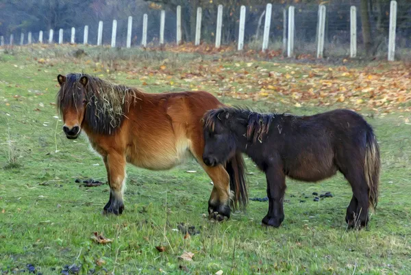 Dois pôneis abraçando uns aos outros, estilização de tinta a óleo — Fotografia de Stock