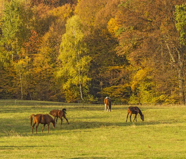 Grupo de caballos pastando y jugando en el fondo del otoño —  Fotos de Stock