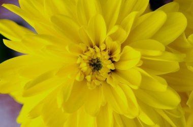 çiçek krizantem makroyu kapatın