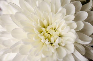 çiçek krizantem makroyu kapatın