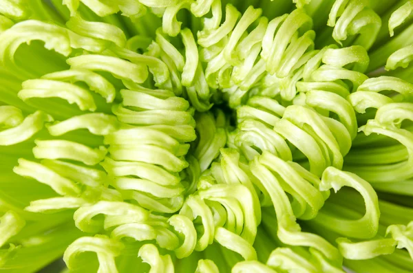 çiçek krizantem makroyu kapatın