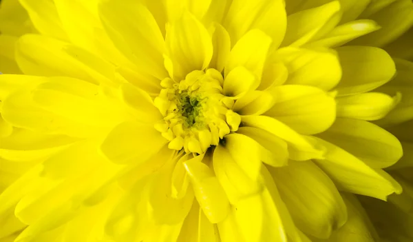 Flor crisântemo close up macro — Fotografia de Stock