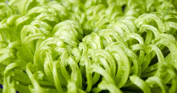 çiçek krizantem makroyu kapatın