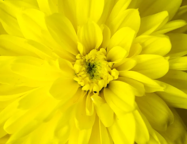 Flor crisântemo close up macro — Fotografia de Stock