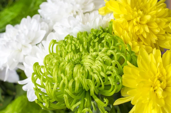 çiçek krizantem makroyu kapatın