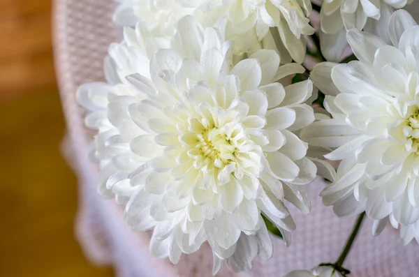 çiçek krizantem makroyu kapatın