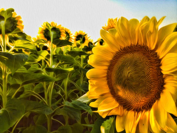 Ayçiçeği yağlıboya resimde arka plan