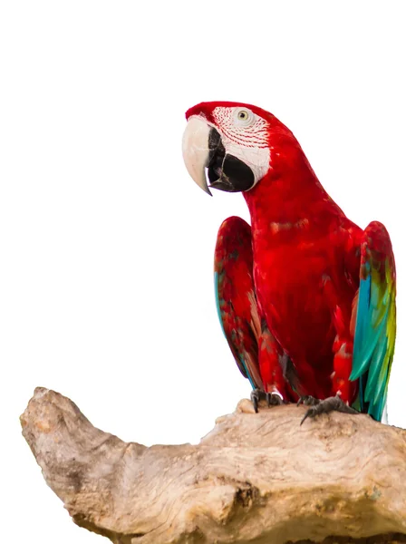 Ayrı tutma arka plan üzerinde kırmızı Amerika papağanı. — Stok fotoğraf