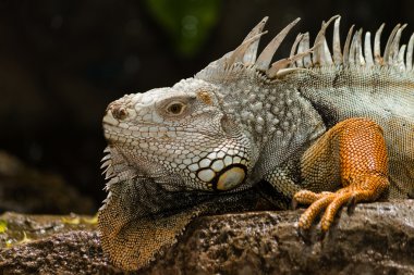 Yeşil iguana - kayada iguana