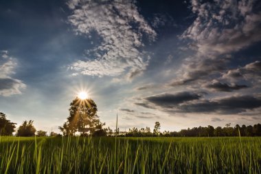 Ağaçta gün batımı