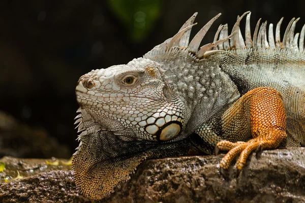 Leguán zelený - iguana na skále — Stock fotografie