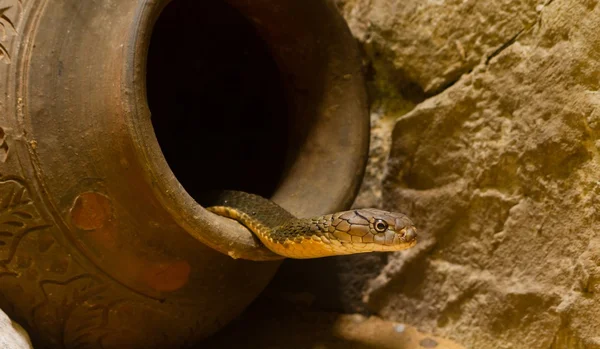 Rey Cobra en el frasco — Foto de Stock