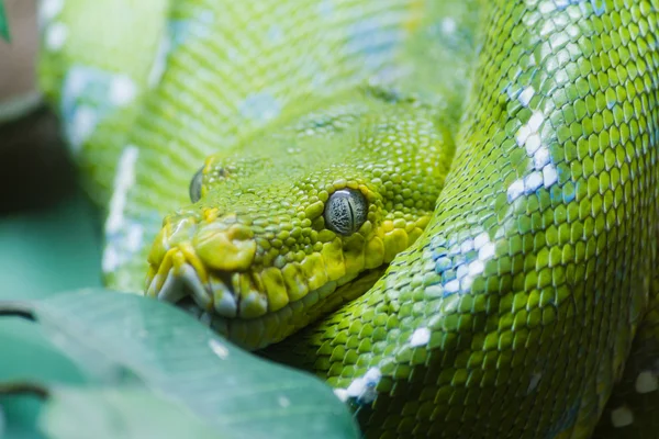 Zelený strom Pythonu — Stock fotografie