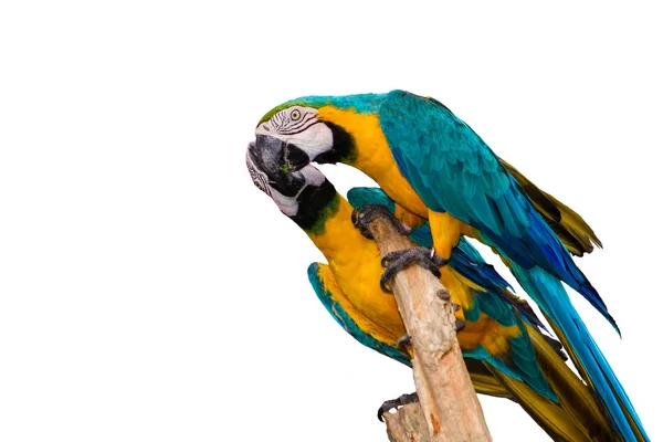 Blue & Gold Macaw concept love on isolate background Royalty Free Stock Photos