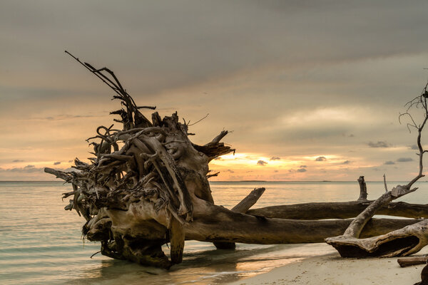 Dead trees and dry on beach