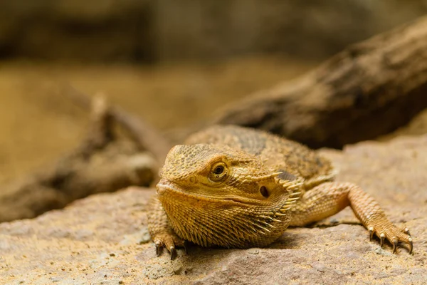 Portret van een bebaarde agama. — Stockfoto