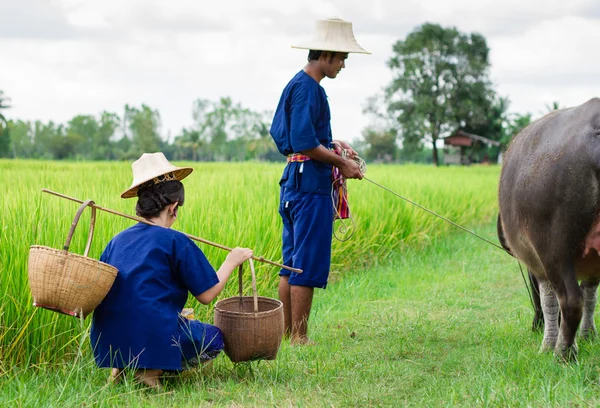 Pareja agricultor en traje de agricultor con en campos de arroz —  Fotos de Stock