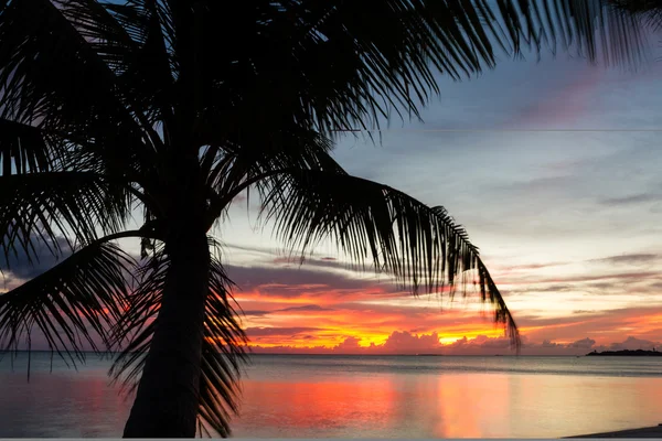 Тропічний пляж з кокосовою пальмою (переміщення вітром) на фоні підсвічування — стокове фото