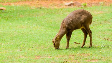 Whitetail Geyik, doe grazes iken ararken fawn