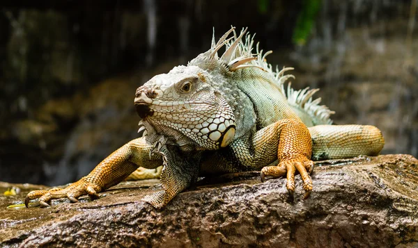 Legwan zielony - iguana na skale — Zdjęcie stockowe