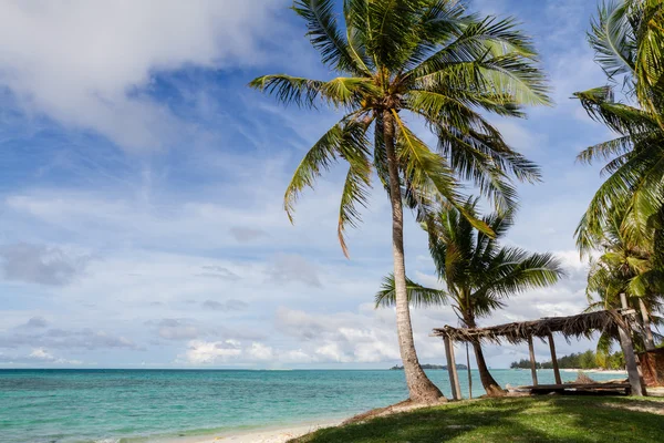 Palm och stranden — Stockfoto