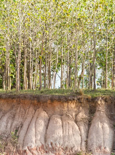 In the tree and section of soil. Erosion due to water erosion. — Stock Photo, Image