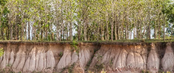 Ağaç ve toprak bölümü. su erozyonu nedeniyle erozyon. — Stok fotoğraf