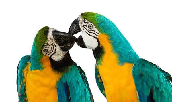 Azul & Ouro Macaw conceito amor no fundo isolado — Fotografia de Stock