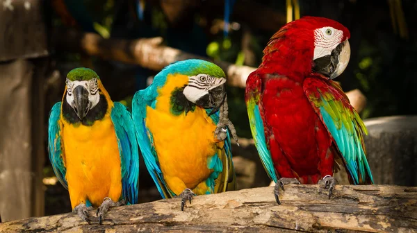 Guacamayo escarlata — Foto de Stock