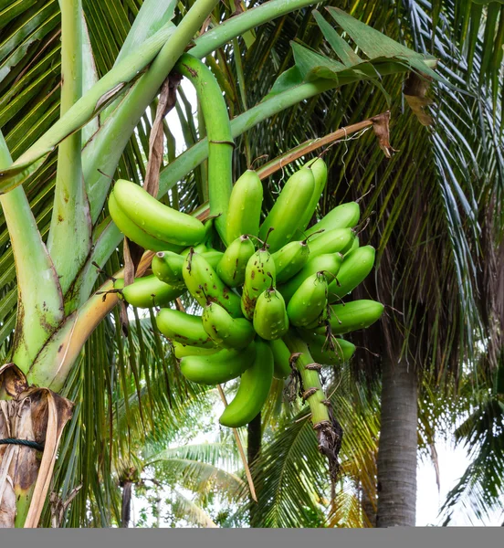 Bunch rijpende bananen op boom — Stockfoto