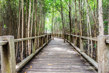 ahşap yolunu yol arasında mangrov orman, Tayland