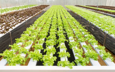 Organic hydroponic vegetable farm clipart