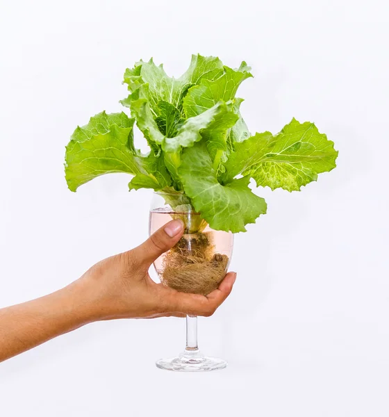 Fresh butterhead in wine glass over white background — Stock Photo, Image
