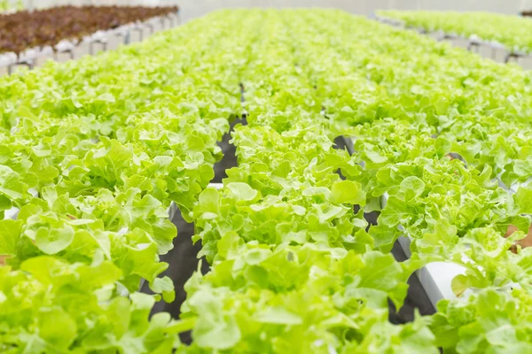 Organik hydroponic sebze çiftliği