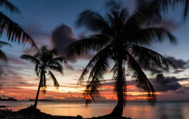 Hindistan cevizi palmiyeli tropik plaj