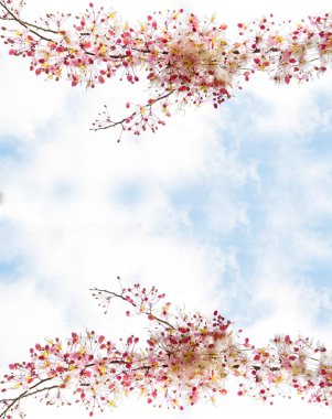 Sakura flowers blooming blossom