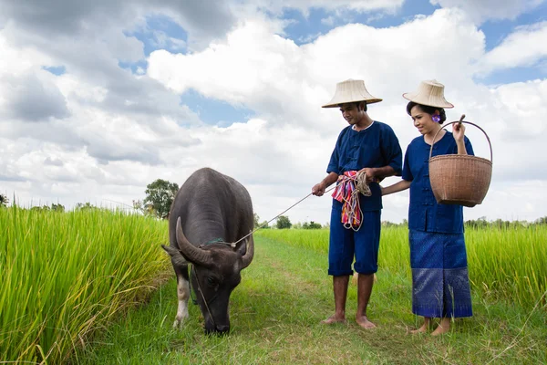 Ζευγάρι γεωργό σε γεωργό κοστούμι με ρύζι πεδία — Φωτογραφία Αρχείου