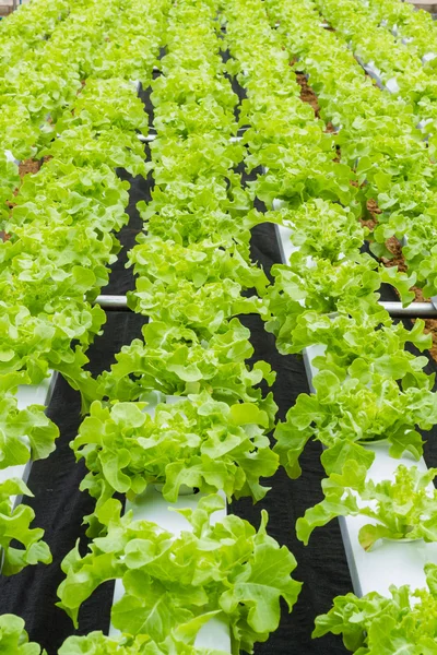 Organik hydroponic sebze çiftliği — Stok fotoğraf