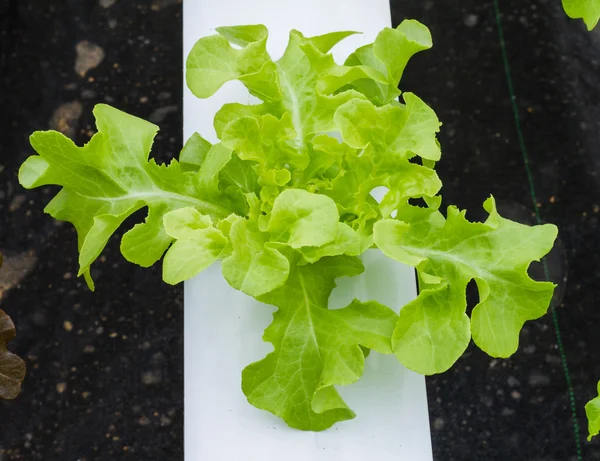 Organik hydroponic sebze çiftliği — Stok fotoğraf