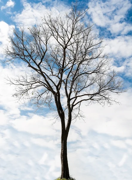 Einzelner alter und toter Baum auf Himmelsrückseite — Stockfoto